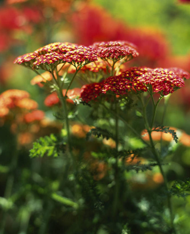 无人,竖图,室外,特写,白天,美景,植物,英国,景观,英格兰,花,花瓣,红色,自然,夏天,景色,摄影,自然风光,西洋蓍草,彩图,多年生植物