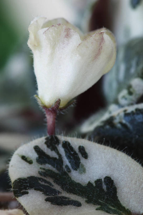 无人,竖图,室外,特写,白天,美景,植物,叶子,英国,景观,花蕾,花,一个,绿色,白色,自然,夏天,景色,摄影,单个,自然风光,非洲堇,式样,彩图