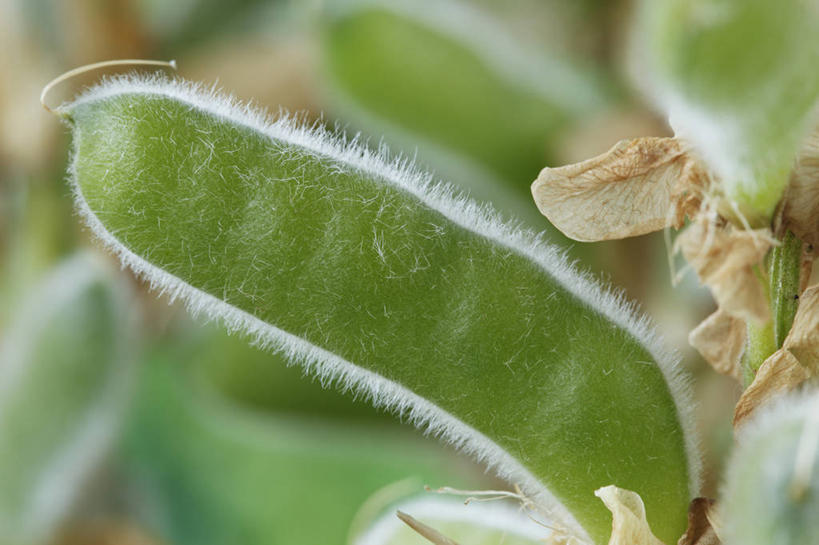 无人,横图,室外,特写,白天,侧面,美景,植物,英国,景观,褐色,花,一个,绿色,自然,夏天,景色,摄影,单个,死亡,自然风光,白羽扇豆,殒命,灭亡,彩图,多年生植物