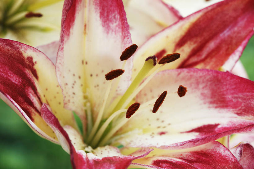 无人,横图,彩色,室外,特写,白天,美景,植物,百合花,蔬菜,英国,新鲜,景观,食品,花,花瓣,食物,一个,粉色,自然,夏天,景色,摄影,有机食品,绿色食品,单个,五颜六色,色彩斑斓,自然风光,五彩缤纷,五彩斑斓,式样,五光十色,彩图,全画面,全框架,全帧,亚洲百合,全画幅,对焦