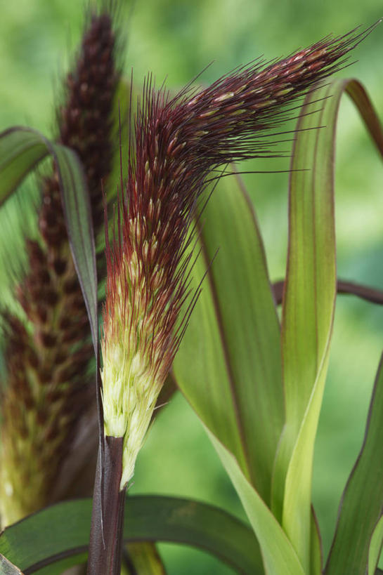 无人,竖图,室外,特写,白天,美景,植物,叶子,英国,盛开,景观,褐色,种子,花蕾,草,花,花瓣,花朵,鲜花,一朵,一个,绿色,自然,花苞,花蕊,景色,摄影,单个,清新,自然风光,青铜,稷,彩图