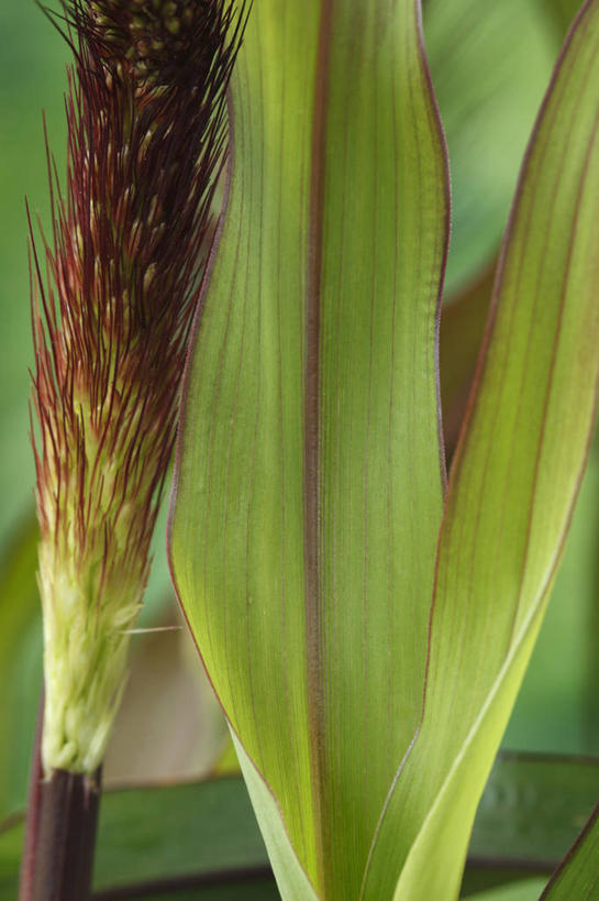 无人,竖图,室外,特写,白天,美景,植物,叶子,英国,盛开,景观,褐色,种子,花蕾,草,花,花瓣,花朵,鲜花,一朵,一个,绿色,自然,花苞,花蕊,景色,摄影,单个,清新,自然风光,青铜,稷,叶脉,彩图