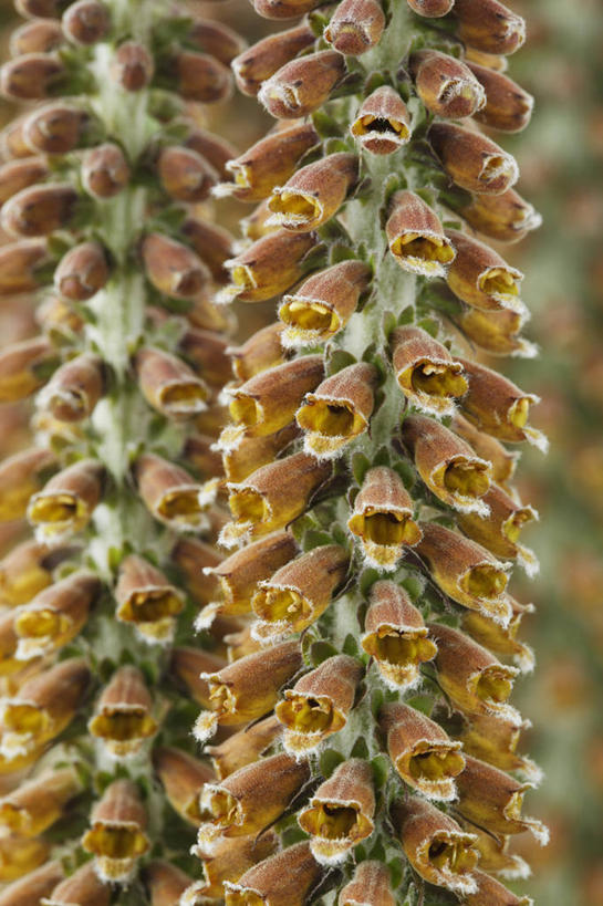 无人,竖图,室内,特写,白天,美景,植物,英国,景观,尖顶,褐色,花,花瓣,两个,自然,夏天,橙色,景色,摄影,毛地黄,自然风光,彩图,多年生植物