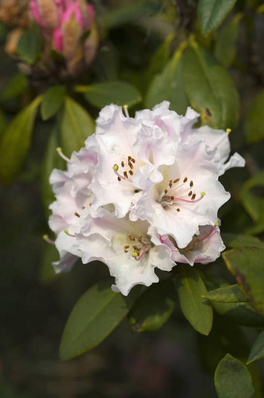 无人,竖图,室外,特写,白天,美景,植物,杜鹃花,英国,景观,杜鹃,花,粉色,自然,春天,景色,摄影,灌木,喜悦,克制,自然风光,苍白,红杜鹃,满山红,清明花,清时,山踯躅,红踯躅,节制,欣喜,山石榴,映山红,彩图