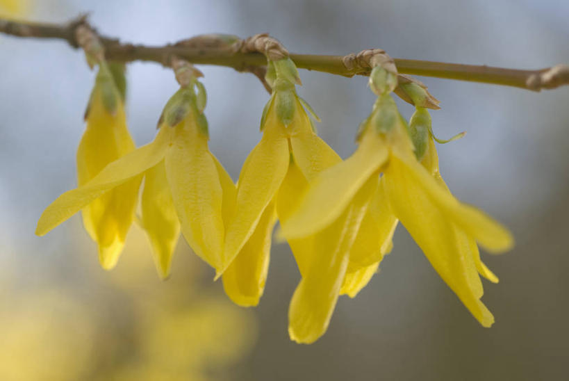 无人,横图,彩色,室内,特写,白天,美景,植物,连翘,英国,吊挂,悬挂,景观,挂,花,花瓣,黄色,自然,春天,四个,景色,摄影,灌木,五颜六色,色彩斑斓,自然风光,五彩缤纷,落叶树,五彩斑斓,五光十色,青翘,落翘,连壳,黄奇丹,黄花条,彩图,对焦