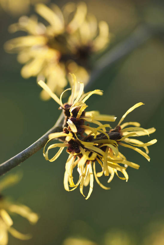 无人,竖图,室外,特写,白天,留白,美景,植物,英国,景观,冬天,花,花瓣,树,黄色,自然,景色,摄影,灌木,自然风光,落叶树,彩图,北美金缕梅