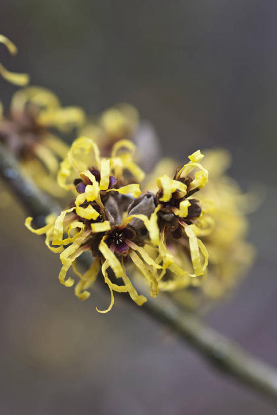 无人,竖图,室外,特写,白天,留白,美景,植物,英国,景观,冬天,花,花瓣,树,黄色,自然,景色,摄影,灌木,自然风光,落叶树,彩图,北美金缕梅