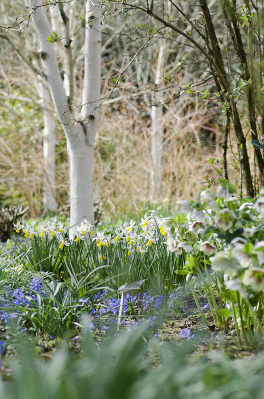 无人,竖图,室外,白天,美景,植物,水仙花,白桦树,英国,花坛,景观,花,自然,春天,景色,摄影,多样,自然风光,彩图