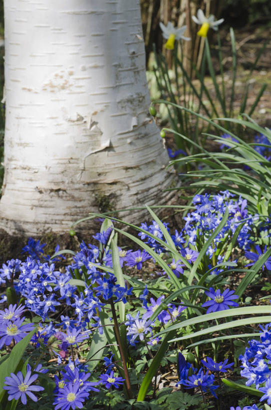 无人,竖图,室外,白天,美景,植物,白桦树,蔬菜,英国,新鲜,景观,食品,花,花瓣,树,树干,食物,蓝色,白色,自然,春天,景色,摄影,有机食品,绿色食品,自然风光,彩图,对焦