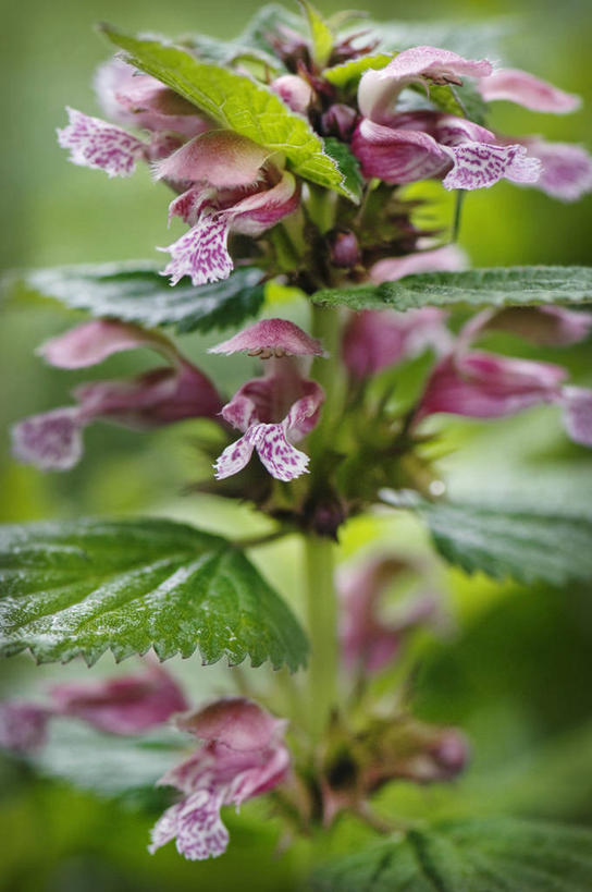 无人,竖图,室外,特写,白天,美景,植物,英国,景观,花,花瓣,一个,粉色,自然,夏天,景色,摄影,单个,自然风光,刺荨麻,彩图,对焦,多年生植物