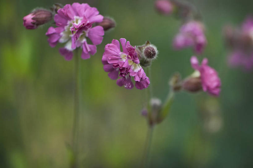 无人,横图,室外,特写,白天,美景,植物,英国,景观,花,花瓣,粉色,自然,夏天,景色,摄影,自然风光,柔焦,彩图