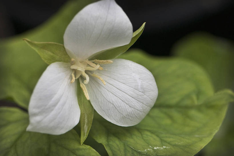 无人,横图,室外,特写,白天,美景,植物,英国,景观,花,花瓣,一个,绿色,白色,自然,春天,景色,摄影,单个,清新,自然风光,延龄草,彩图,对焦