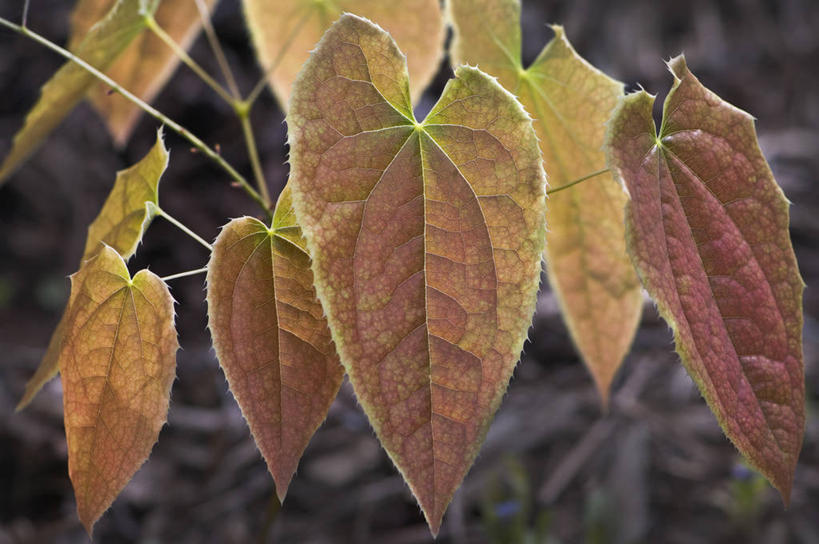 无人,横图,室外,特写,白天,美景,植物,叶子,英国,景观,褐色,自然,春天,橙色,景色,摄影,自然风光,青铜,淫羊藿,彩图,对焦,多年生植物
