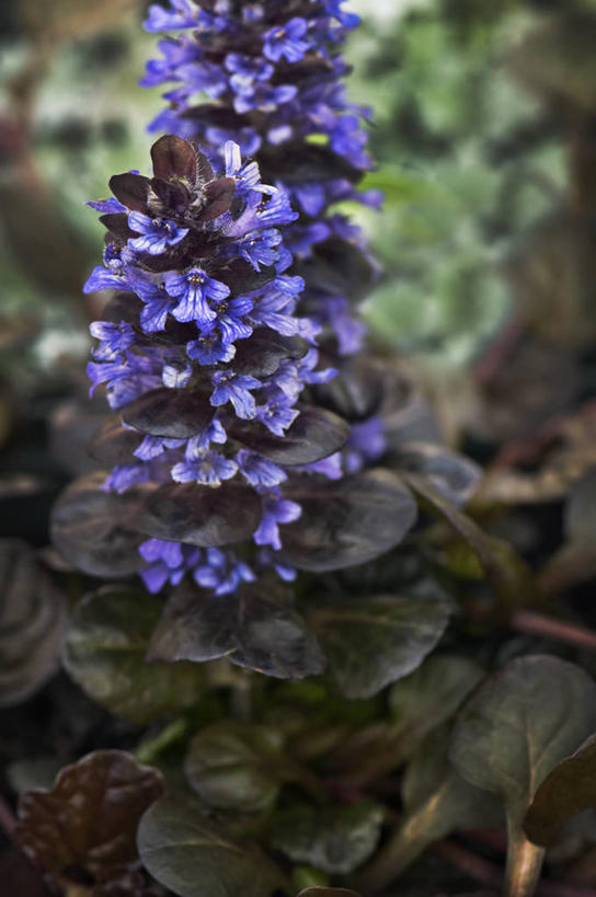 无人,竖图,室外,特写,白天,美景,植物,叶子,英国,景观,花,蓝色,紫色,自然,春天,景色,摄影,自然风光,青铜,军号,彩图,对焦,多年生植物