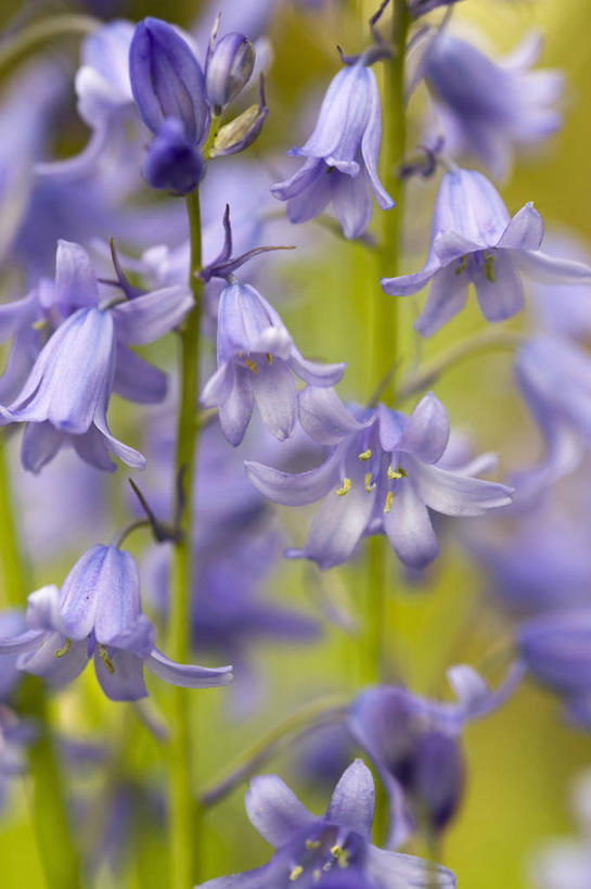 无人,竖图,室外,特写,白天,美景,植物,蔬菜,英国,新鲜,景观,食品,花,食物,蓝色,绿色,自然,春天,景色,摄影,有机食品,绿色食品,自然风光,柔焦,野风信子,彩图