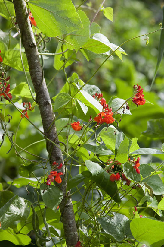 无人,攀登,竖图,室外,特写,白天,美景,植物,豆,蔬菜,叶子,英国,景观,园艺,花,红色,绿色,自然,夏天,景色,摄影,生长,自然风光,红花菜豆,彩图