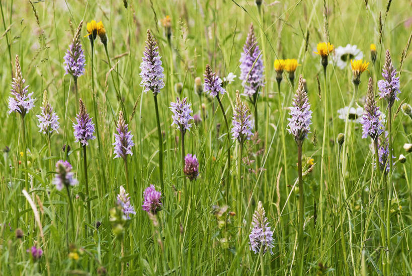 无人,横图,彩色,室外,特写,白天,草地,美景,植物,英国,欧洲,中国,亚洲,景观,三叶草,野花,英格兰,云南,草,花,粉色,自然,夏天,景色,摄影,五颜六色,色彩斑斓,西欧,自然风光,五彩缤纷,大不列颠,东亚,云南省,大不列颠及北爱尔兰联合王国,大不列颠及爱尔兰联合王国,中华人民共和国,西南地区,五彩斑斓,滇,文山,文山州,文山壮族苗族自治州,萨塞克斯,萨塞克斯郡,苏塞克斯,五光十色,东萨塞克斯郡,彩图,大不列颠王国,大英帝国,联合王国,日不落帝国,丘北县,南丘村