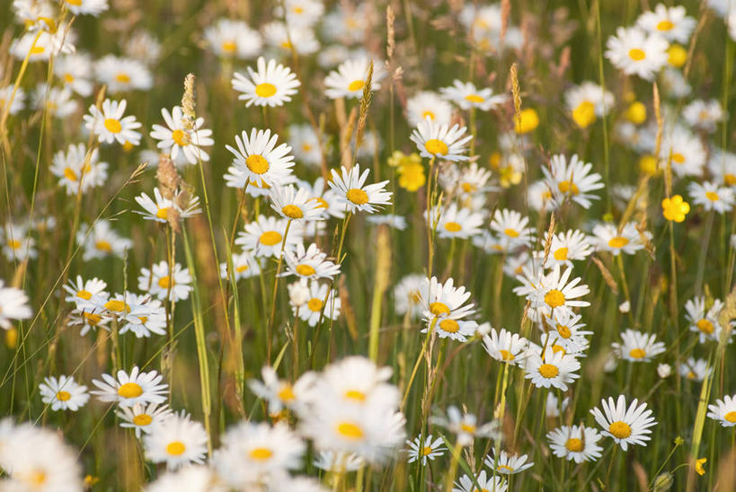 无人,横图,彩色,室外,特写,白天,草地,美景,植物,英国,景观,毛茛,野花,草药,药草,中药,草,花,黄色,白色,自然,夏天,景色,摄影,五颜六色,色彩斑斓,自然风光,药材,中草药,五彩缤纷,中药材,本草,五彩斑斓,老虎脚爪草,鱼疔草,五光十色,彩图,对焦