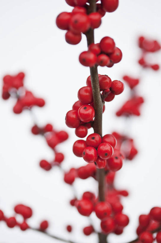无人,竖图,室内,特写,白天,白色背景,美景,植物,浆果,英国,景观,冬天,冬青树,红色,自然,景色,摄影,灌木,自然风光,彩图,影棚拍摄,对焦