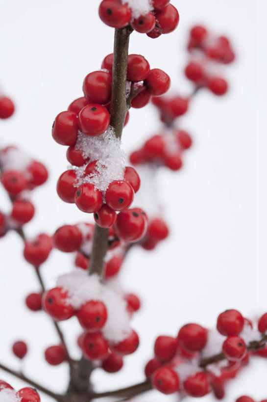 无人,竖图,室内,特写,白天,白色背景,美景,雪,植物,浆果,英国,景观,冬天,冬青树,红色,自然,景色,摄影,灌木,自然风光,彩图,影棚拍摄,对焦