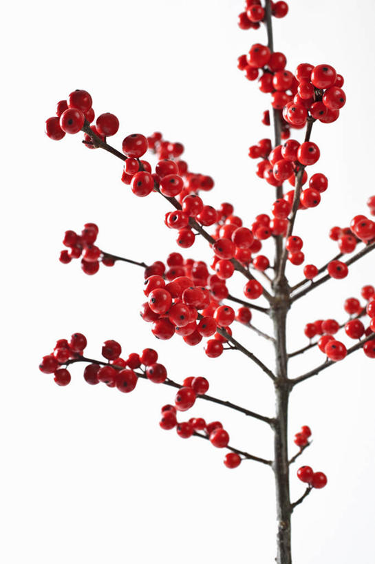 无人,竖图,室内,特写,白天,白色背景,美景,植物,浆果,英国,景观,冬天,冬青树,红色,绿色,自然,景色,摄影,生长,成长,灌木,自然风光,彩图,影棚拍摄,对焦