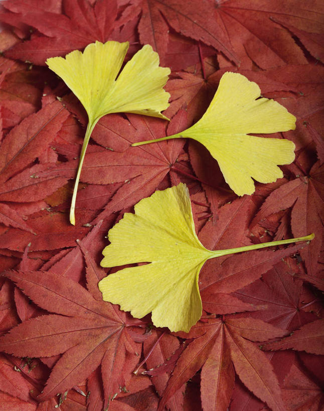 无人,竖图,室外,特写,白天,美景,植物,枫树,银杏树,叶子,英国,景观,草药,三个,黄色,红色,自然,景色,摄影,落下,自然风光,秋天,鸡爪枫,彩图