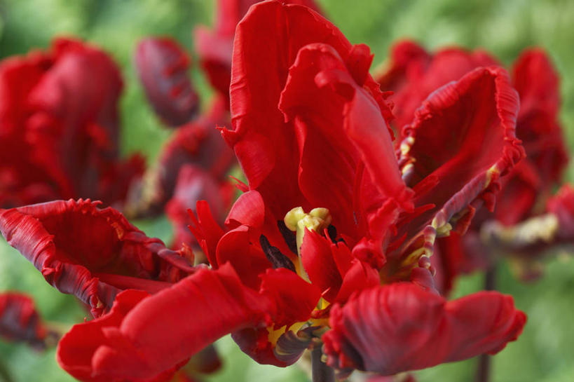 无人,横图,彩色,室外,特写,白天,美景,植物,郁金香,蔬菜,英国,新鲜,景观,食品,花,花瓣,食物,一个,红色,自然,春天,景色,摄影,有机食品,绿色食品,单个,五颜六色,色彩斑斓,鹦鹉郁金香,自然风光,五彩缤纷,五彩斑斓,五光十色,彩图