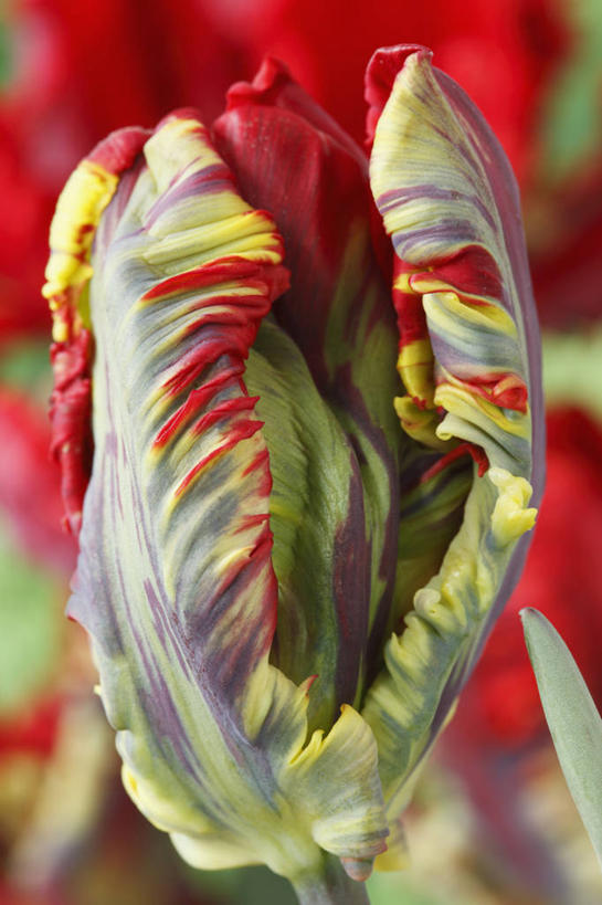 无人,竖图,彩色,室外,特写,白天,美景,植物,郁金香,蔬菜,英国,关闭,条纹,新鲜,景观,食品,花蕾,花,花瓣,食物,一个,红色,绿色,自然,春天,景色,摄影,有机食品,绿色食品,单个,五颜六色,色彩斑斓,鹦鹉郁金香,封闭,自然风光,五彩缤纷,五彩斑斓,式样,五光十色,彩图