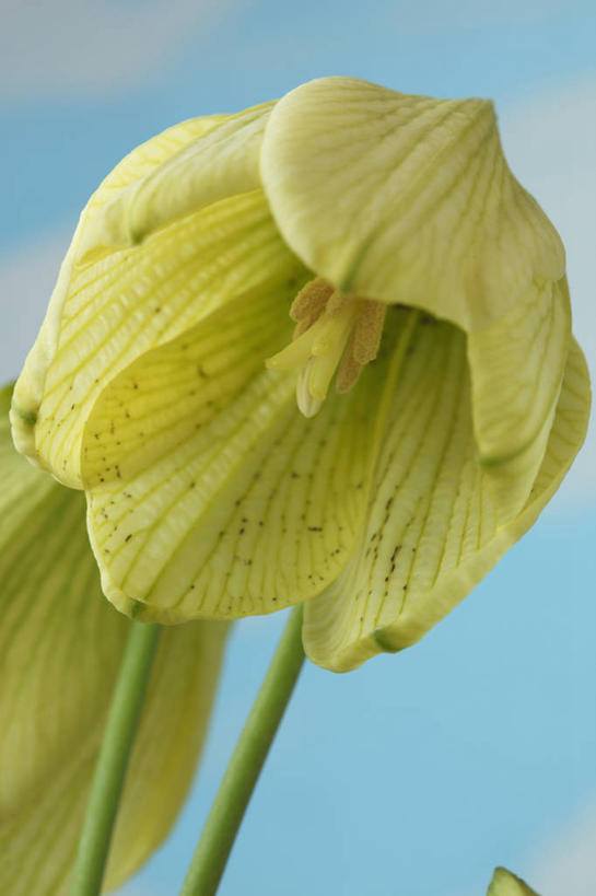 无人,竖图,室内,特写,白天,美景,植物,蔬菜,英国,蓝色背景,新鲜,景观,食品,花,花瓣,食物,一个,黄色,绿色,自然,春天,景色,摄影,有机食品,绿色食品,单个,自然风光,贝母,彩图,影棚拍摄,对焦