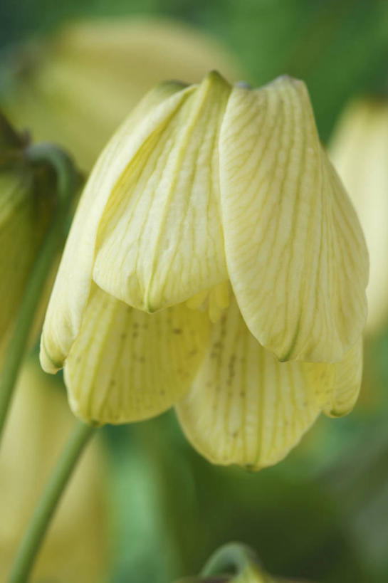 无人,竖图,室外,特写,白天,美景,植物,蔬菜,英国,新鲜,景观,食品,花,花瓣,食物,一个,黄色,绿色,自然,春天,景色,摄影,有机食品,绿色食品,单个,自然风光,贝母,彩图,对焦