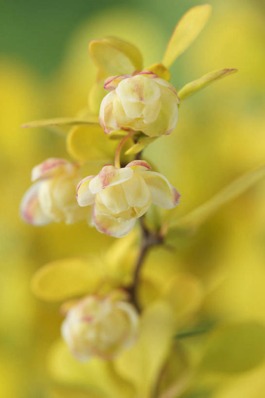 无人,竖图,室外,特写,白天,美景,植物,叶子,英国,景观,花,花瓣,黄色,自然,春天,景色,摄影,灌木,自然风光,柔焦,落叶树,日本小檗,彩图