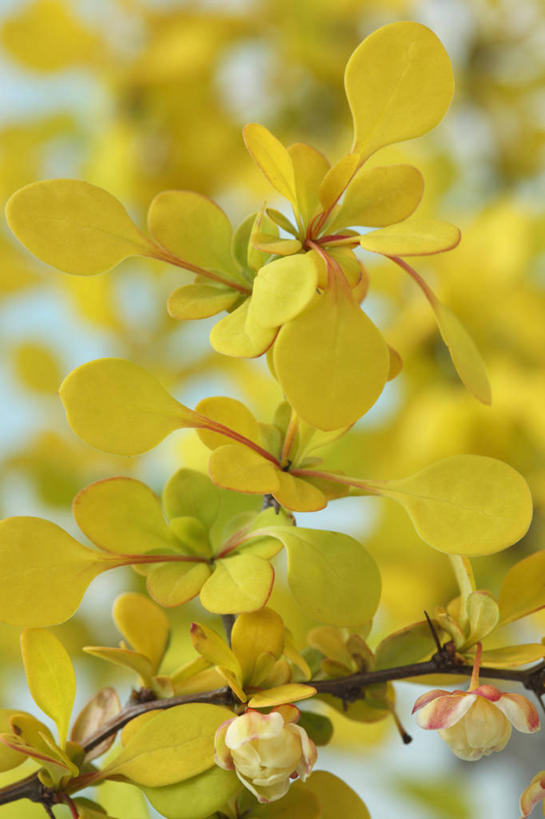 无人,竖图,室外,特写,白天,美景,植物,叶子,英国,景观,花,花瓣,黄色,自然,春天,景色,摄影,灌木,自然风光,落叶树,日本小檗,彩图,对焦