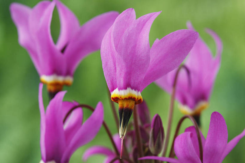 无人,横图,彩色,室外,特写,白天,流星,美景,植物,英国,景观,花,花瓣,粉色,自然,春天,景色,摄影,五颜六色,色彩斑斓,自然风光,五彩缤纷,五彩斑斓,五光十色,彩图