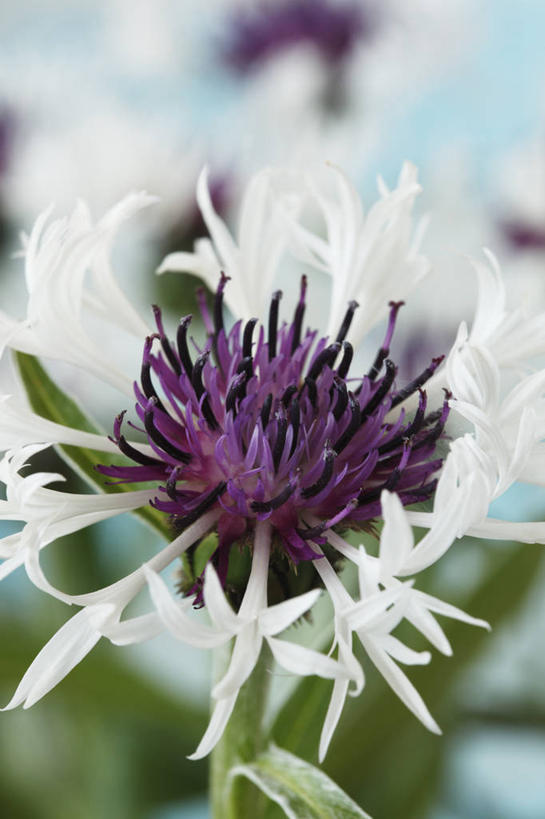 无人,竖图,室外,特写,白天,美景,植物,英国,景观,花,花瓣,一个,紫色,白色,自然,春天,景色,摄影,单个,自然风光,山矢车菊,彩图,对焦