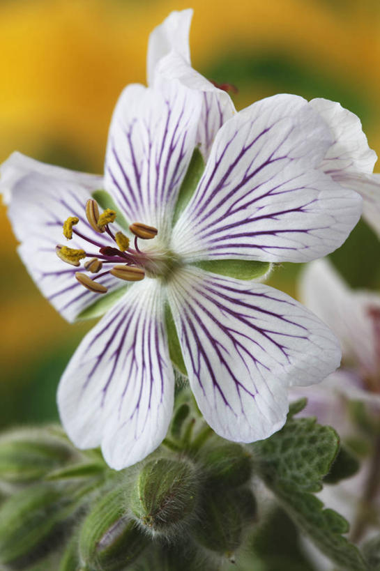 无人,竖图,室外,特写,白天,热情,美景,植物,英国,盛开,景观,花蕾,花,花瓣,花朵,鲜花,一朵,白色,阳光,自然,春天,花苞,花蕊,太阳花,景色,摄影,天竺葵,自然风光,式样,牻牛儿苗,彩图,对焦,多年生植物