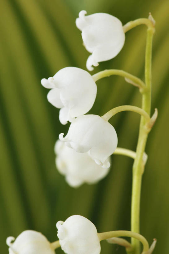 无人,竖图,室外,特写,白天,美景,植物,叶子,英国,景观,花,花瓣,绿色,白色,自然,春天,景色,摄影,铃兰,自然风光,彩图,多年生植物