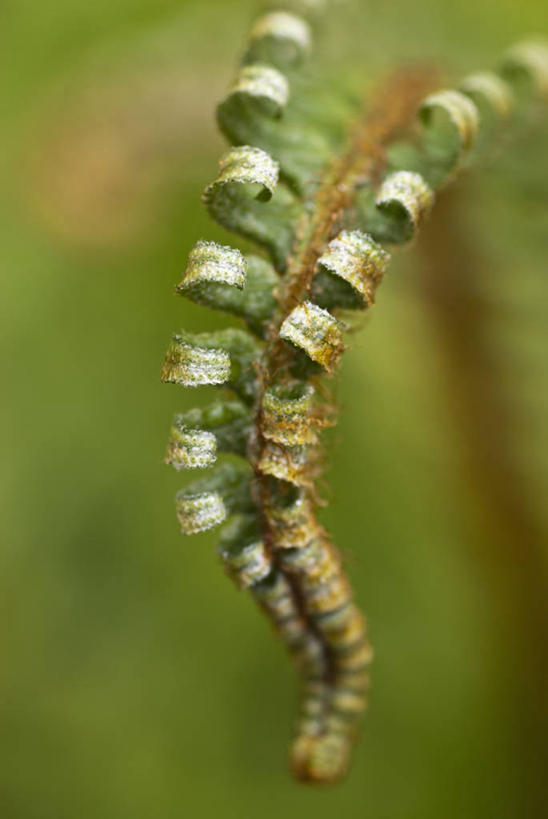 无人,竖图,室外,特写,白天,留白,美景,植物,叶子,英国,开,景观,绿色,自然,春天,景色,摄影,蕨类,显现,自然风光,复叶,彩图