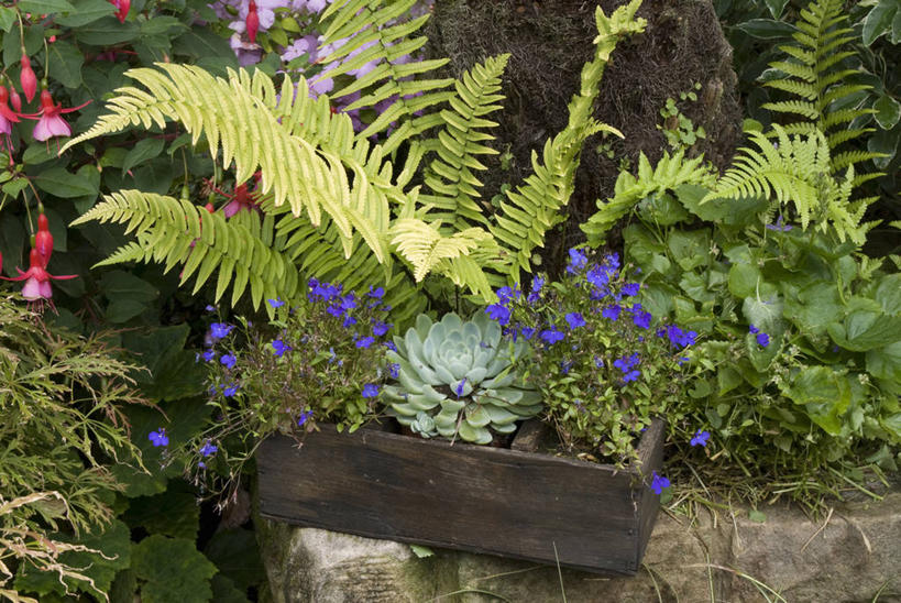 无人,横图,室外,白天,爱情,美景,植物,叶子,花盆,英国,环保,木制,景观,宝石花,自然,容器,景色,摄影,能源,多样,蕨类,回收,资源,石莲花,自然风光,利用,低碳,循环,循环利用,板条箱,勤劳,持续,兰开夏,彩图,肉质植物,对焦,半边莲属