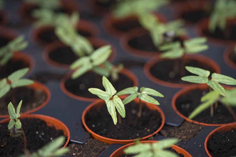 无人,横图,特写,白天,美景,植物,叶子,花盆,英国,景观,园艺,绿色,自然,容器,景色,摄影,生长,自然风光,秧苗,牵牛花,番薯,彩图,对焦