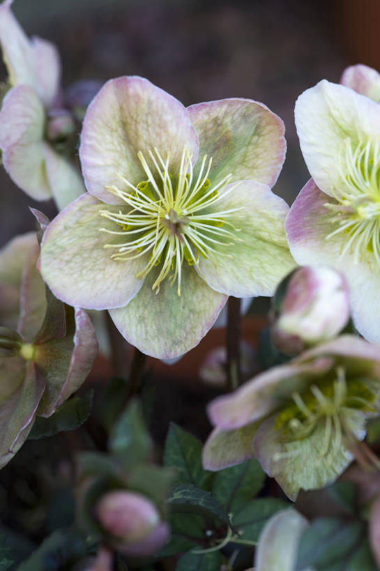无人,竖图,室外,特写,白天,美景,植物,英国,景观,花,花瓣,粉色,白色,自然,景色,摄影,自然风光,菟葵,彩图,对焦
