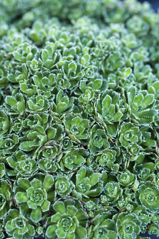 无人,竖图,室外,特写,白天,美景,植物,虎耳草,叶子,英国,景观,草药,药草,中药,绿色,自然,景色,摄影,自然风光,药材,中草药,坚持,中药材,本草,持续,石荷叶,老虎草,金线吊芙蓉,金丝荷叶,彩图,肉质植物