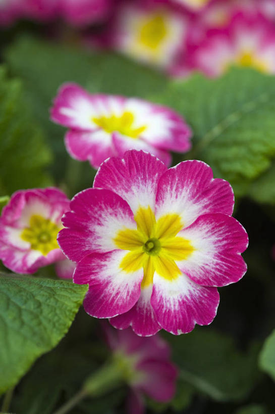 无人,竖图,室外,特写,白天,美景,植物,英国,景观,花,花瓣,粉色,白色,自然,春天,景色,摄影,自然风光,樱草花,式样,彩图,对焦