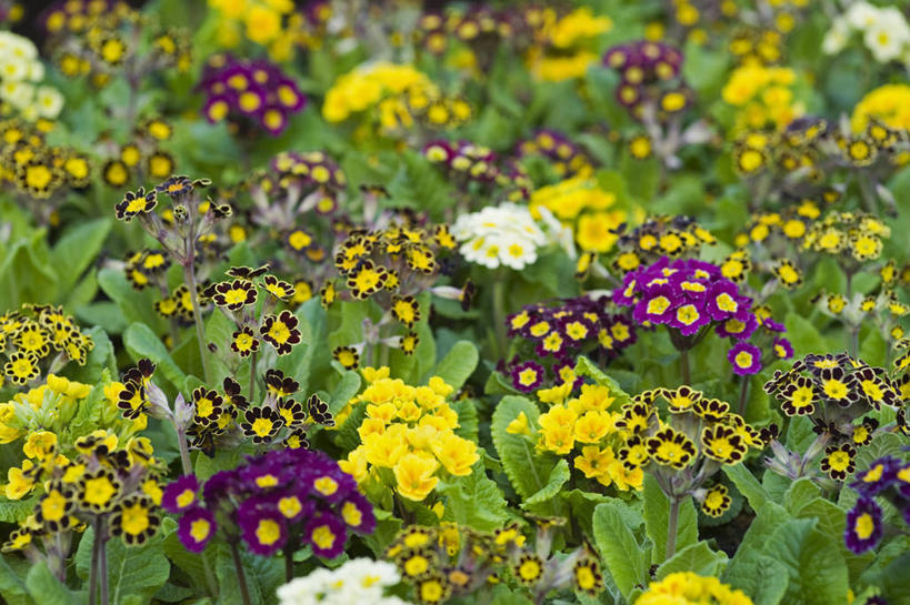 无人,横图,彩色,室外,白天,美景,植物,英国,花坛,景观,花,自然,春天,景色,摄影,多样,五颜六色,色彩斑斓,自然风光,五彩缤纷,五彩斑斓,樱草花,五光十色,彩图,对焦,多年生植物