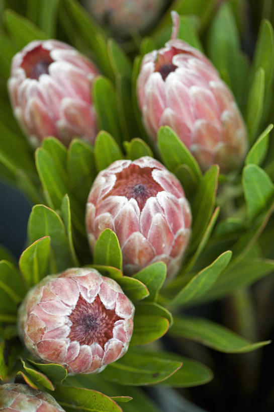 无人,竖图,室外,特写,白天,美景,植物,英国,景观,花,花瓣,粉色,自然,夏天,景色,摄影,自然风光,普罗梯亚木,彩图,对焦