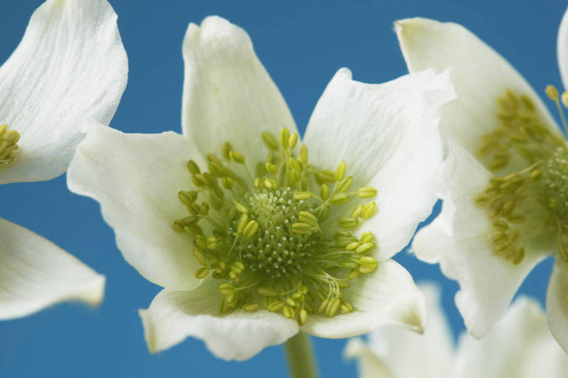 无人,横图,室内,特写,白天,美景,植物,英国,景观,花,花瓣,一个,绿色,白色,自然,夏天,景色,摄影,银莲花,单个,雄蕊,自然风光,苍白,彩图,影棚拍摄,对焦,多年生植物