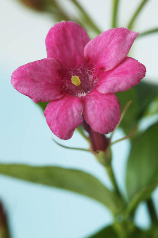 无人,攀登,竖图,室外,特写,白天,美景,植物,英国,景观,花,花瓣,茉莉,一个,粉色,自然,夏天,景色,摄影,单个,自然风光,彩图,对焦