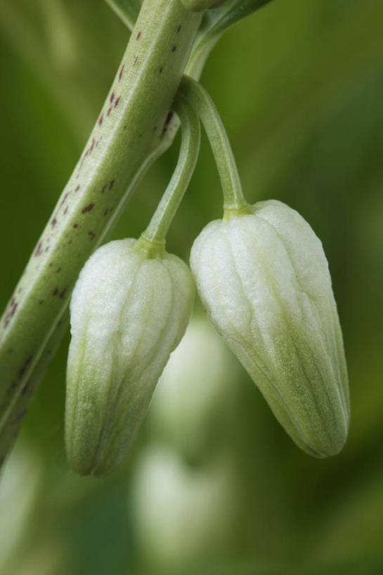 无人,竖图,室外,特写,白天,美景,植物,英国,景观,花蕾,花,两个,绿色,白色,自然,夏天,景色,摄影,清新,自然风光,苍白,彩图,对焦,多年生植物