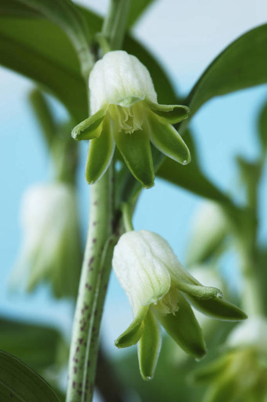 无人,竖图,室内,特写,白天,美景,植物,英国,景观,花,两个,绿色,白色,自然,夏天,景色,摄影,清新,自然风光,苍白,彩图,对焦,多年生植物