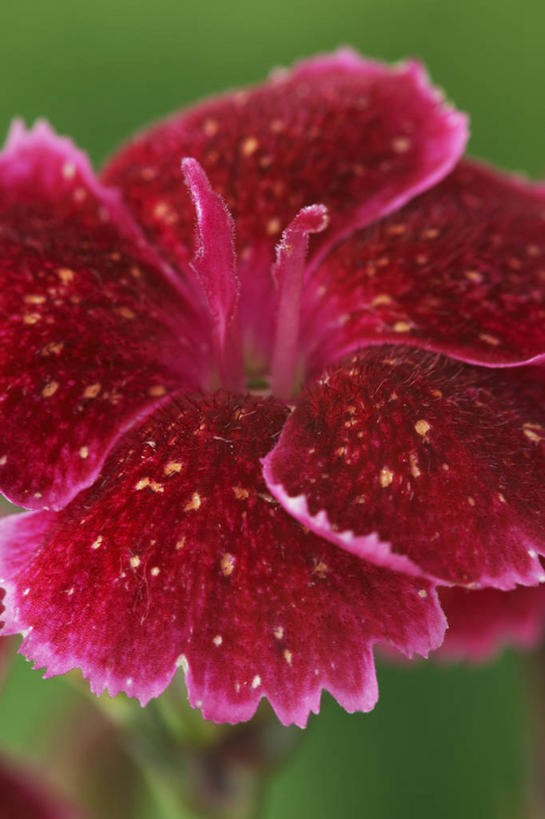 无人,竖图,室外,特写,白天,美景,植物,英国,景观,美丽,花,一个,粉色,红色,绿色,自然,夏天,景色,摄影,单个,自然风光,大胆,热心,洛阳花,石竹,彩图,石菊,石竹子花,绣竹,中国石竹,中国沼竹,对焦,多年生植物