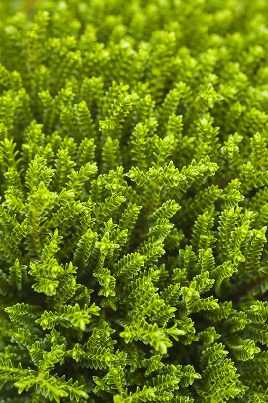 无人,竖图,室外,特写,白天,美景,植物,叶子,英国,景观,绿色,自然,景色,摄影,灌木,自然风光,常绿树,彩图,对焦,赫柏